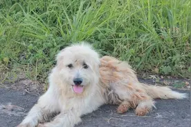 狗狗在十字路口傻等四年，终于等到主人，结局却让人意外图片