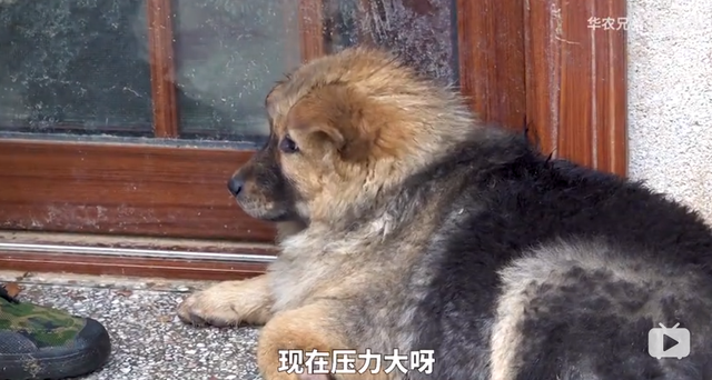 鸡皮疙瘩2在线观看带字