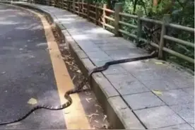 眼镜王蛇和眼镜蛇的区别，为何中国的“王蛇”最强？简直强的离谱图片