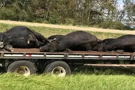 牛羊口蹄疫五个关键问题图片