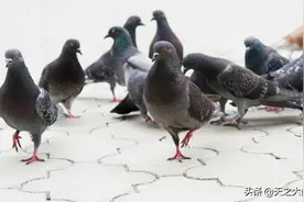「赛鸽资讯」夏季赛鸽羽虱和螨虫的处理办法有哪些？图片