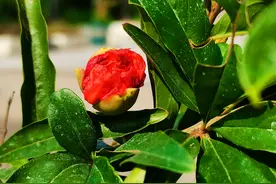 石榴花：含苞欲放图片
