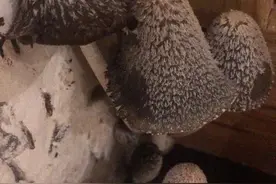 杭州女业主被家里蘑菇吓哭：怎么都除不掉，晚上还会化成一滩“黑水”！图片