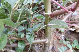 生长在农村路边，常被当杂草铲除，殊不知钙含量却极高，还很好吃图片