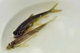 世界顶级淡水鱼类大全（下部）！图片