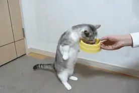 猫咪零食怎么选？不看这篇你肯定要被坑图片