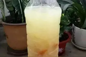黄豆水养花太臭？那就用阿司匹林水溶液，肥效十足，没异味图片