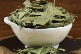 家乡有这种珍贵植物请保护好，可以好好利用！图片