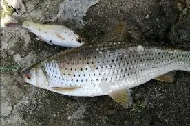 如何筏钓红眼鱼？选择不同的时间，根据水流变化，运用多种筏钓法图片