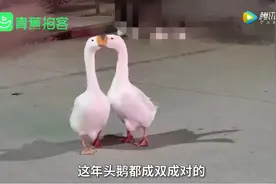 两只大鹅深夜逛校园秀恩爱走红，学生哭诉：连鹅都有对象了图片
