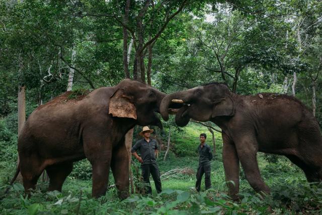 瘦弱小象救援攻略(在西双版纳)