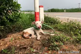 男子花钱买只比特犬，却被告知不能养，每天拴在路边，随缘送爱犬图片