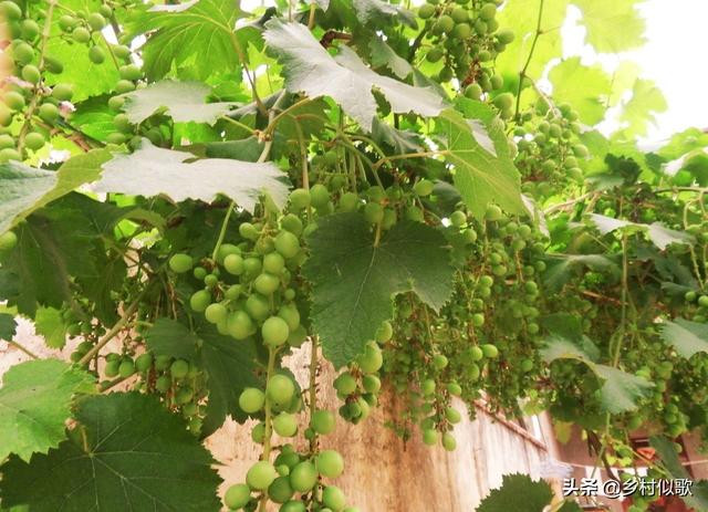 微肥有时的力量是巨大的！种植葡萄补充营养时，怎么选择微肥？
