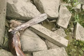 广州网友珠江边游玩，发现不明水族尸体，一米多长，这是鱼吗？图片