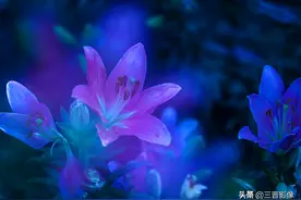 花卉拍摄的参数设置与创意拍摄详解图片