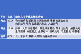 看似卖模型，实售珍稀龟，闲鱼上的濒危野生动物隐秘交易图片