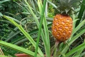 菠萝头不要扔，教你种出“菠萝树”，养在花盆里漂亮又美观图片