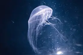 水母没心脏、章鱼血是蓝色的......这些海洋冷知识你一定想知道图片