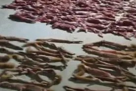 惊！有人在上海非法狩猎653只黄鼠狼！场面实在不可名状…图片