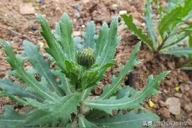 恶性杂草~刺儿菜（附防除办法）图片