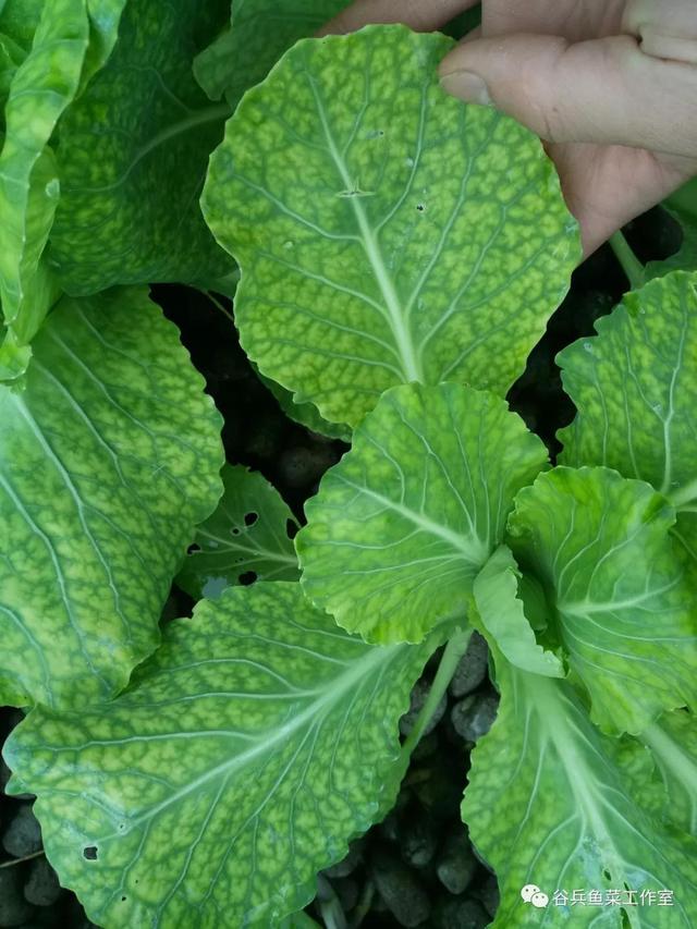 鱼菜共生植物缺素新认知 汇总