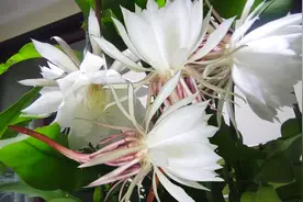 昙花欣赏、美食及功效图片