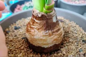 朱顶红花后种球干瘪？注意这4点，种球复壮迅速，下波花开爆盆图片