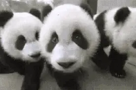 三只大熊猫将在宜春野化放归，最新进展来了！图片
