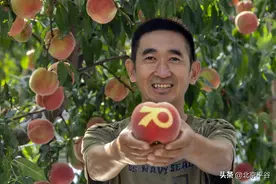 【平谷乡亲为国奉礼】张宝志：潜心种桃祝福祖国图片