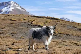 藏文科普 | 牦牛—承载生活与文明的“高原之舟”图片