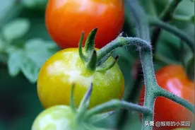 番茄植株茎秆腐烂是何因？判对症状、准确识别，才能科学防治图片