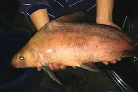 四川钓鱼人钓到“胭脂鱼”，在网络炫耀！网友痛批：坐牢鱼都敢钓图片