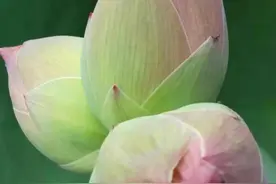 浙江天台发现8株并蒂莲图片