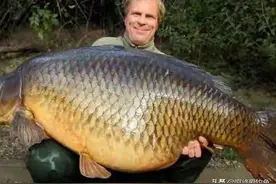 美国彻底沦陷，亚洲鲤“大军”横行境内河道，要挺近五大湖？图片