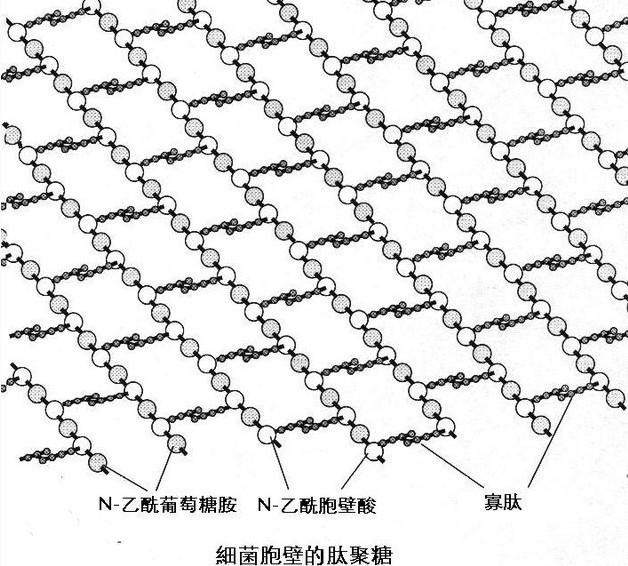 新型冠状病毒78：肽桥，m-DAP（内消旋二氨基庚二酸），干重