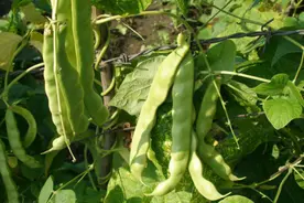 又到了吃豆角的季节，趁便宜囤20斤这样保存，到过年依旧翠绿鲜嫩图片