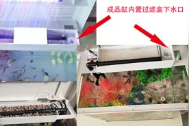 成品缸如何加强过滤，成品缸最好的上滤改造，成品缸不拆盖怎么改图片