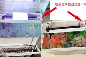 成品缸如何加强过滤，成品缸最好的上滤改造，成品缸不拆盖怎么改图片