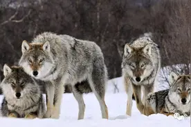 惨烈！西伯利亚狼对阿穆尔虎的最后一战，九狼全死，老虎重伤图片