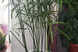4种花“嗜水如命”，一刻也不能断水，缺了就蔫，看看你家有吗？图片