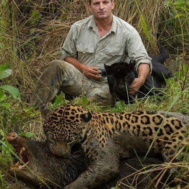 美洲虎和苏门答腊虎谁厉害?