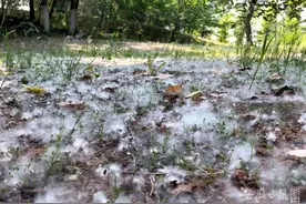 天上飞的杨絮哪来的？什么时候消失？快看图片