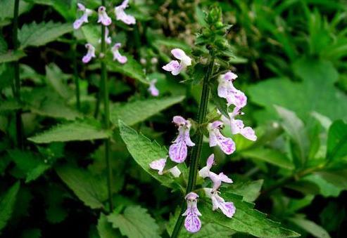 有种作物地，下块茎很像蚕宝宝，在北方栽培居多，你认识吗