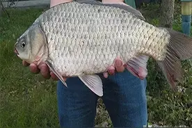 人鱼共处1000年，鲫鱼却一败涂地，“废柴”的命运为何如此悲催？图片