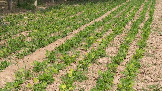 别再错误的用花生三遍药了，浪费钱还不高产，快来看看正确的方法