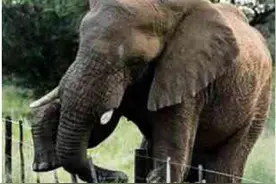 大象到底喜欢吃什么？要怎样才能让它们回到人畜无害的地方？图片