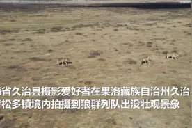 野狼攻击人怎么办？青海三江源惊现大型狼群！牧民：第一次见12只图片