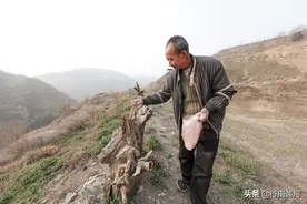 山西深山发现稀有石鸡，6旬农民喂养5年，如今看鸟儿活成啥样子图片