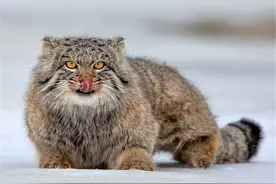 高冷兔狲，每平方厘米9千多根毛，能耐-50℃严寒图片