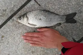 那年那月的钓鱼故事（年度总结）图片